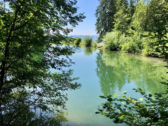 Ruhiger Weiher mit dichter gr&uuml;ner Ufervegetation und Spiegelungen im Wasser.