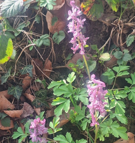 Zart rosa bl&uuml;hende Waldpflanze mit gefiederten gr&uuml;nen Bl&auml;ttern, zwischen Laub und Bodenbewuchs.