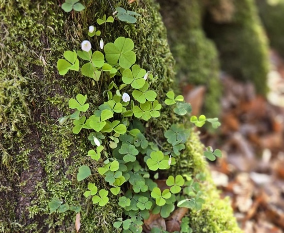 Kleebl&auml;tter und kleine Bl&uuml;ten wachsen auf einem moosbewachsenen Baumstamm.