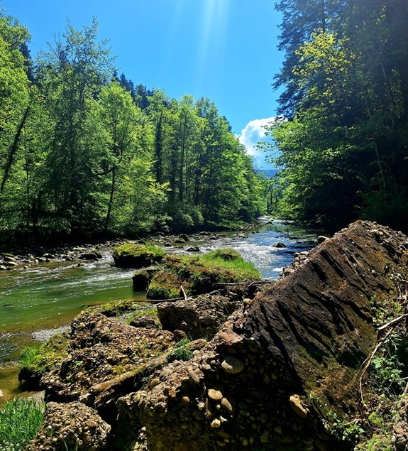 Fluss durch gr&uuml;nen Wald mit Steinen und sonnigem Himmel.