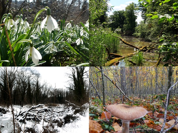 Vier Naturaufnahmen: Schneegl&ouml;ckchen, Bach im Gr&uuml;nen, verschneiter Wald und Pilz im Herbstlaub.