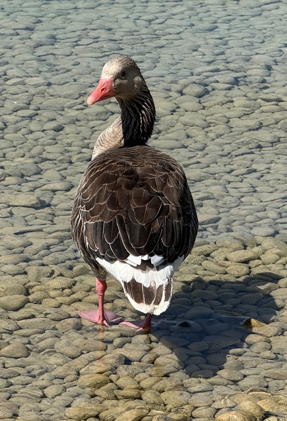 Graue Gans steht im klaren Wasser auf sichtbaren Kiessteinen.