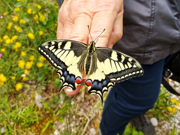 Schmetterling sitzt auf einer Hand