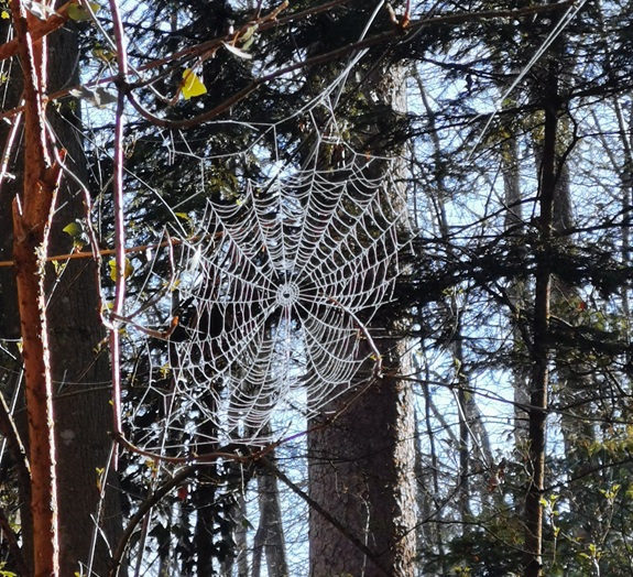 Ein fein gesponnenes Spinnennetz h&auml;ngt zwischen d&uuml;nnen &Auml;sten im Wald und glitzert im Sonnenlicht.