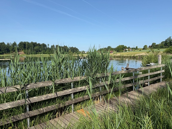 Holzsteg mit Gel&auml;nder an einem kleinen See, umgeben von Schilf und gr&uuml;ner Landschaft.