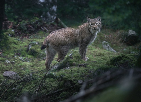 Luchs steht aufmerksam im moosigen Wald und blickt zwischen B&auml;umen in die Umgebung.