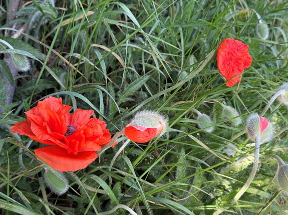 Nahaufnahme von roten Mohnblumen und Knospen zwischen gr&uuml;nem Gras.