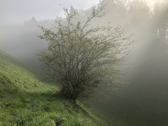 Grüner Busch im Licht zwischen Nebel und Sonnenschein