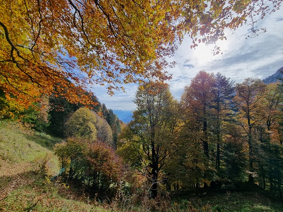 Bäume mit Herbstfärbung