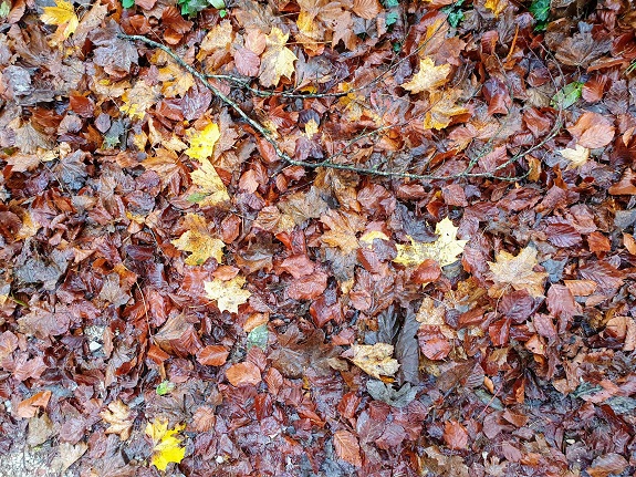 Waldboden mit farbigen Blättern übersät